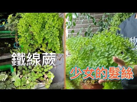 鐵線蕨 風水|【鐵線蕨+五行】鐵線蕨的風水意義 